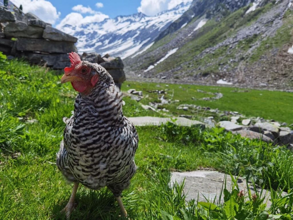 Die Hühner genießen ihr Leben auf der Hohenaualm in Klein Tibet